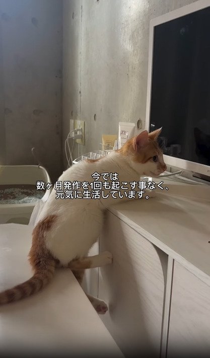 棚に乗る猫