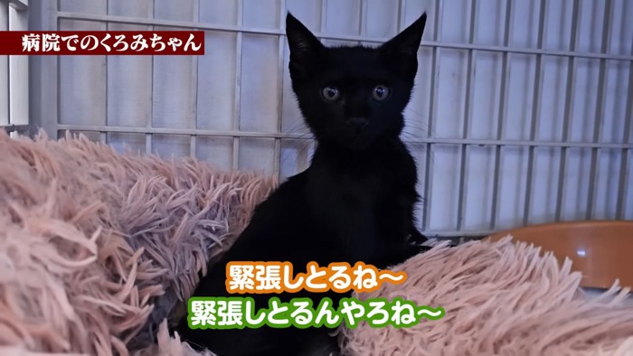 ケージの中にいる子猫