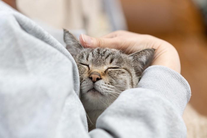 抱きしめられて目を閉じる猫