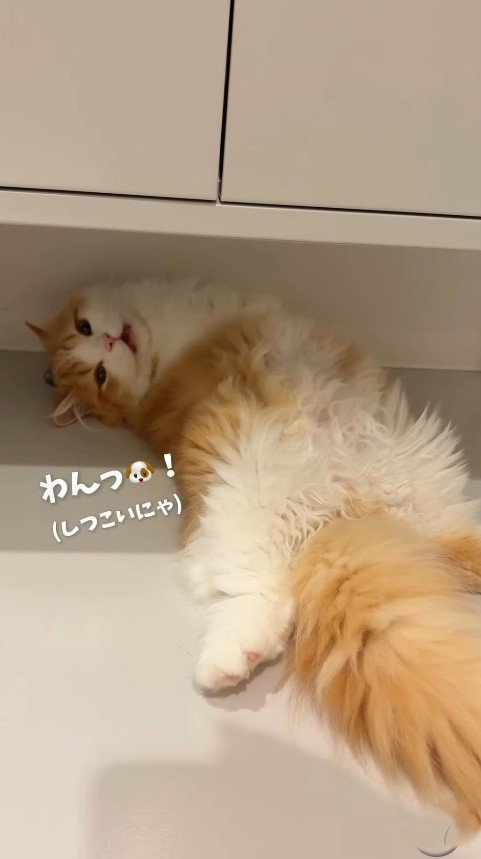 再び「わんっ!」と鳴く子猫