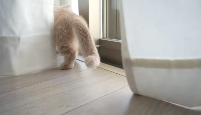 カーテンに隠れる猫