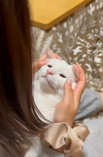 人に抱かれている猫
