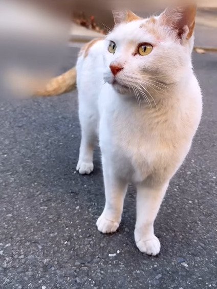 座る猫
