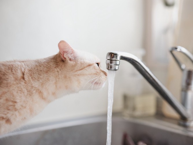 蛇口から水を飲もうとする猫