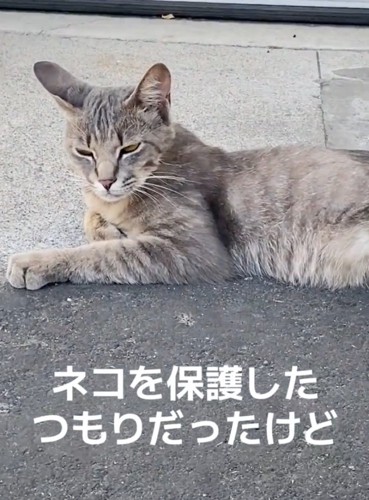 ガリガリの猫