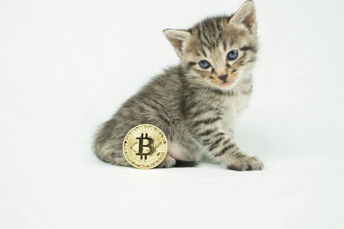 ビットコインと猫