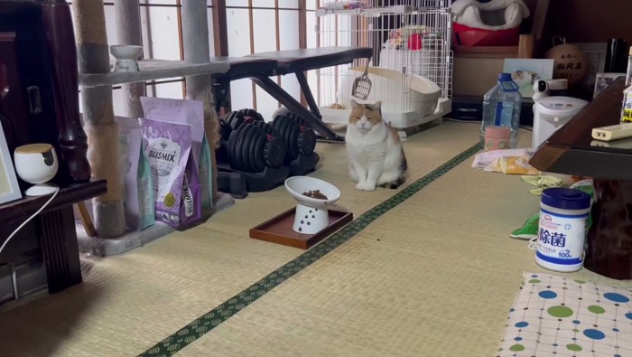 無言の圧をかけるミケ