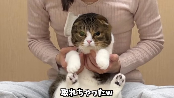 目隠しが取れた猫