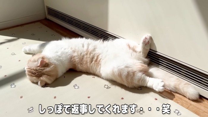 寝ている猫