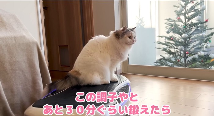 ブルブルマシンに乗る猫