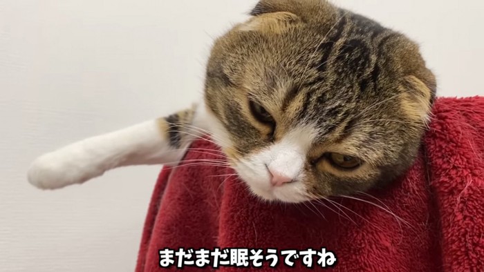 眠そうな猫