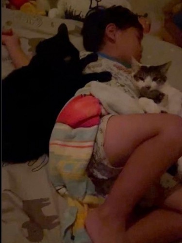 ぐっすり眠る4歳児に寄り添う猫3匹