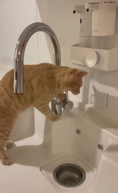 流しに立っている猫