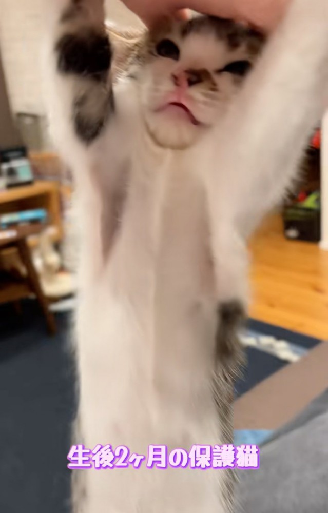 手を掴んで拒否する子猫
