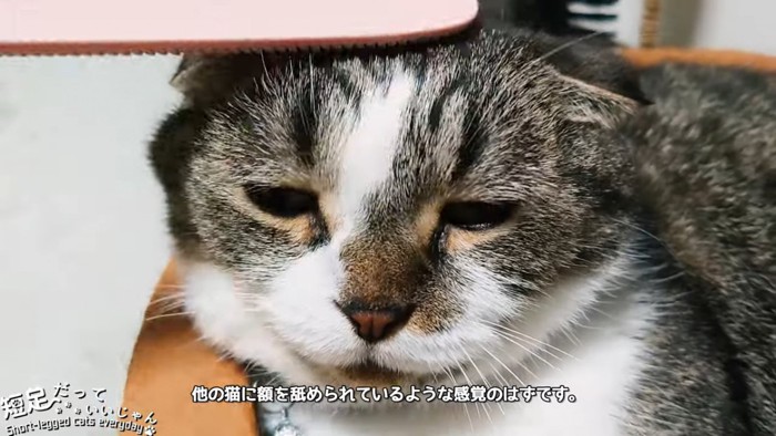 猫じゃすりでなでられる猫