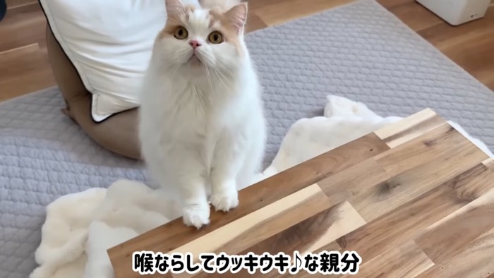 コタツに前足を乗せて立つ猫