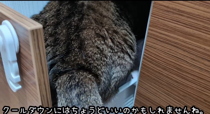 猫のお尻