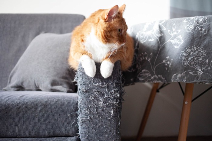 ソファで爪とぎする猫