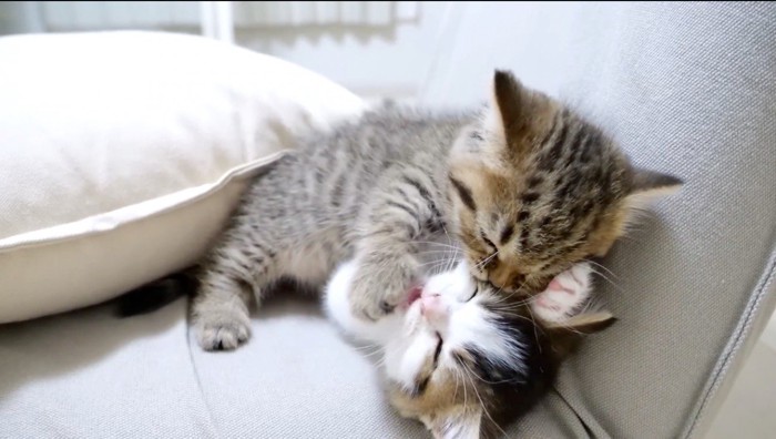 白キジトラの子猫の頬に噛みつくキジトラの子猫