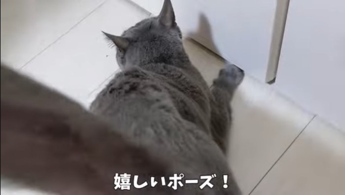 お尻を向けている猫