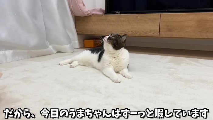 上を見る猫