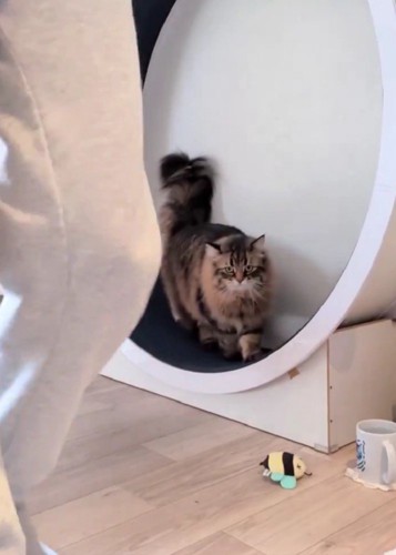 キャットホイールを使う猫