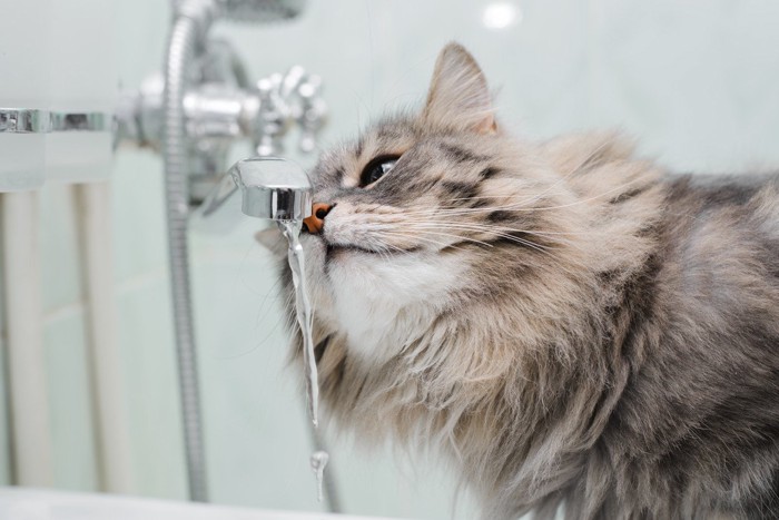 蛇口から流れる水で遊ぶ猫