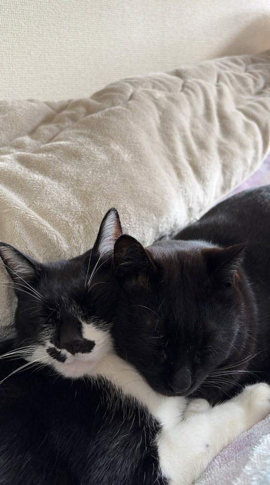 くっついて眠る2匹の猫