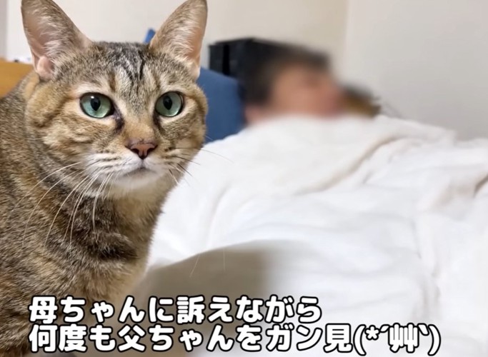 カメラ目線の猫（母ちゃんに訴えながら何度も父ちゃんをガン見）