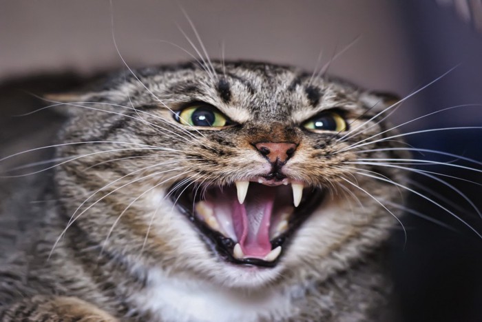怒っている猫