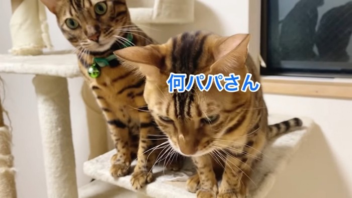 並んで座る猫