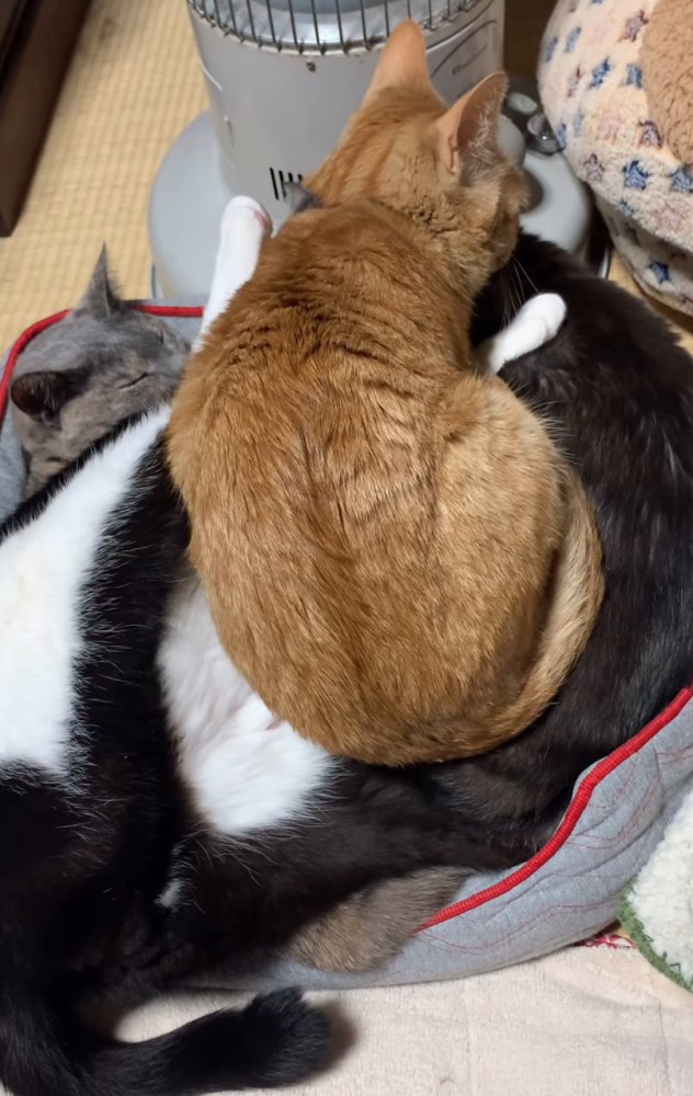 大きくなった猫団子