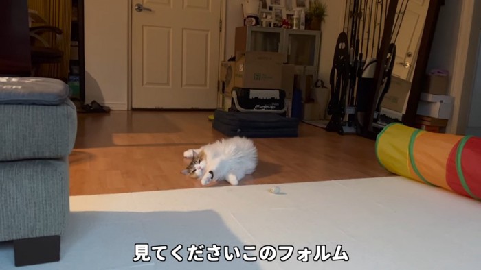 前足を伸ばして寝る猫