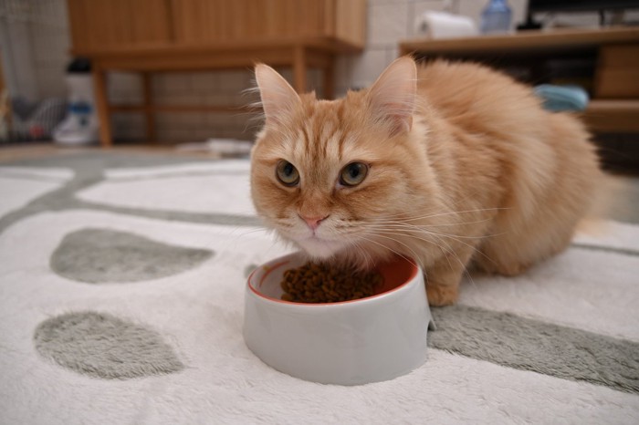 ご飯を食べる猫