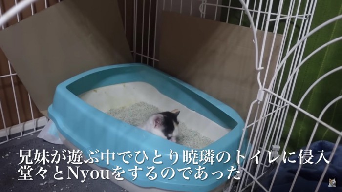 トイレに入る猫