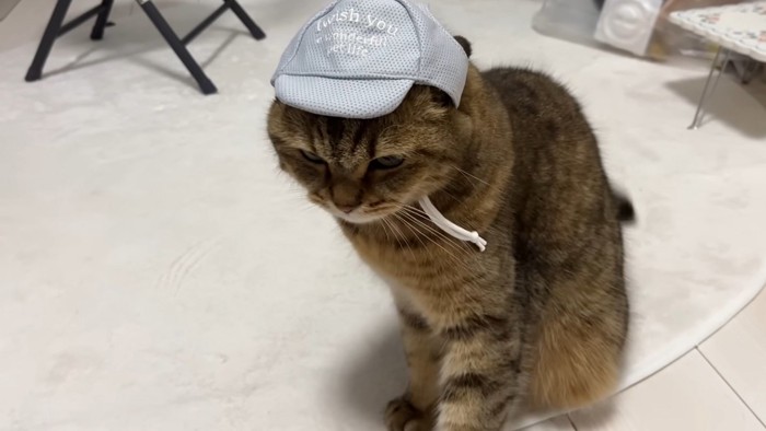 こちらを睨む猫