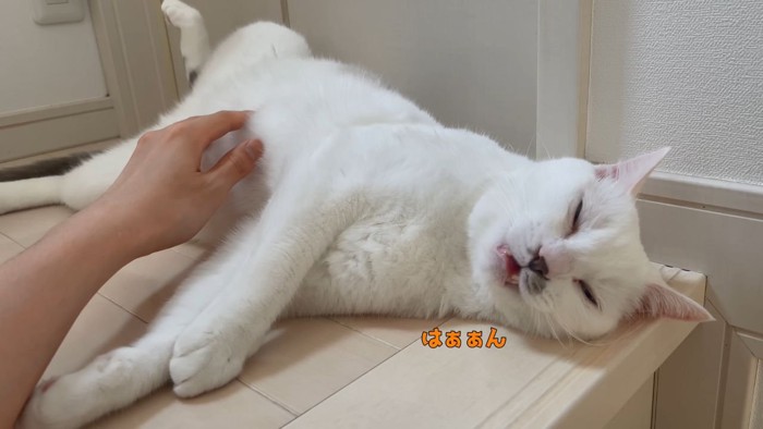 お返事する猫2