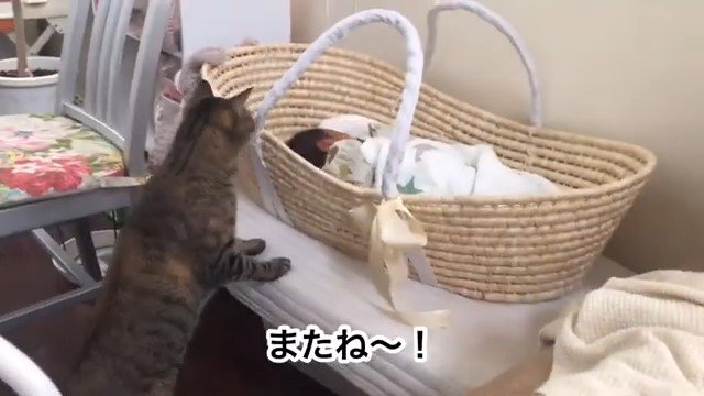 立ち上がってクーファンを覗き込む猫