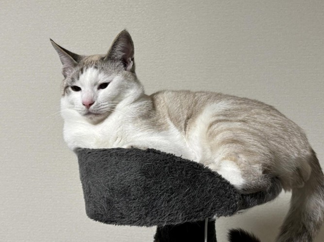 キャットタワーに座る猫