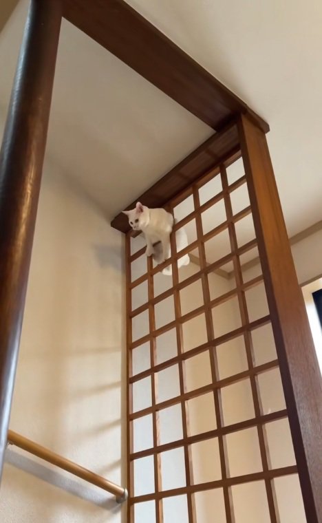 格子のてっぺんにいる白猫