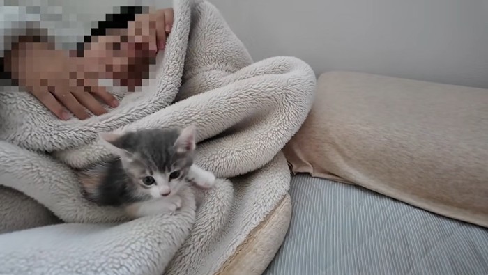 子供を起こしに行く子猫