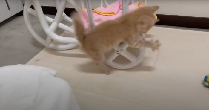 やんのかステップをみせる猫