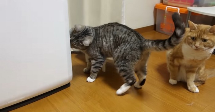 猫のお尻から遠ざかる猫