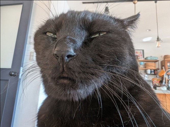 違う猫のような表情に