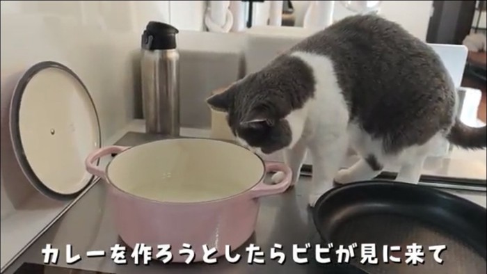 キッチンの上にいる猫