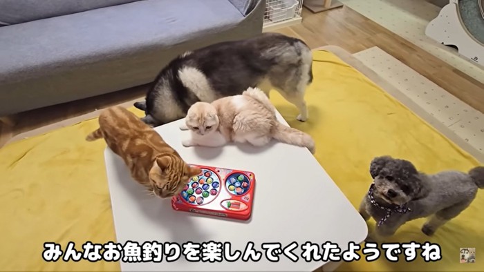 集まる4匹