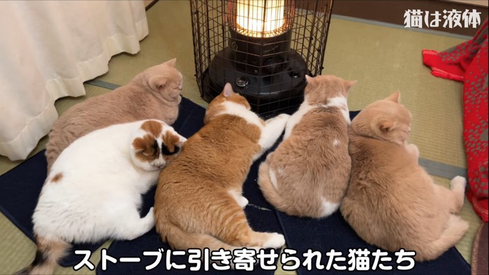 ストーブの前でくつろぐ猫たち