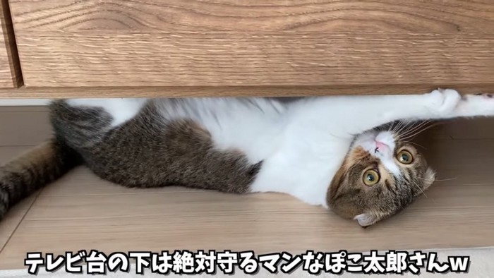 仰向けの猫