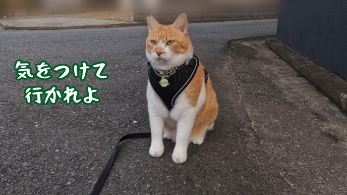 地面の上に座り遠くを見つめる猫