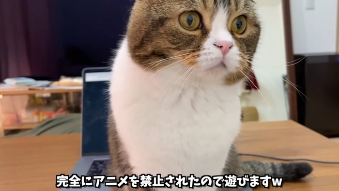 パソコンの前に座る猫